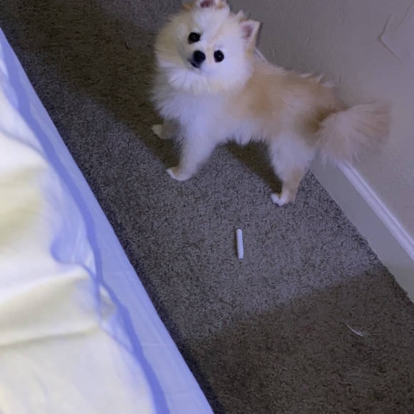 Meet your Posher, Sheila - Picture 1 of 1